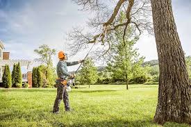 Best Commercial Tree Services  in Dumont, NJ