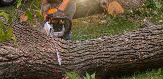 Best Weed Control  in Dumont, NJ
