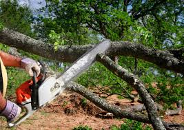How Our Tree Care Process Works  in  Dumont, NJ