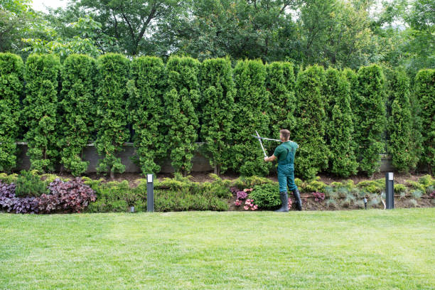 Best Pest Control for Lawns  in Dumont, NJ
