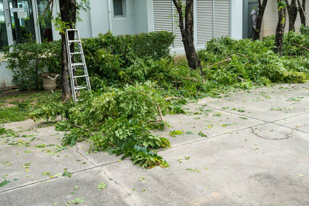Best Tree Preservation Services  in Dumont, NJ