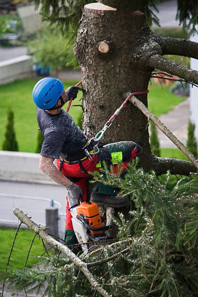 Best Lawn Mowing  in Dumont, NJ