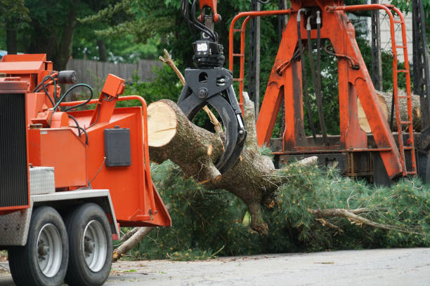 Best Tree Mulching  in Dumont, NJ