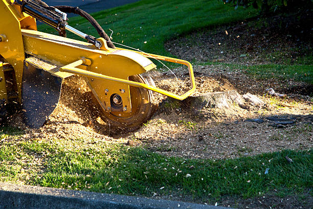 Best Landscape Design and Installation  in Dumont, NJ