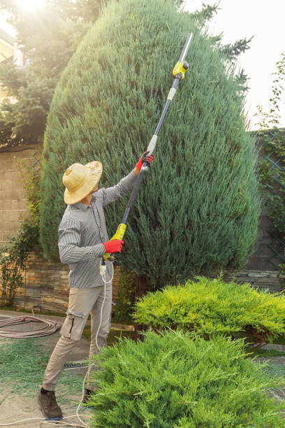 Best Tree and Shrub Care  in Dumont, NJ