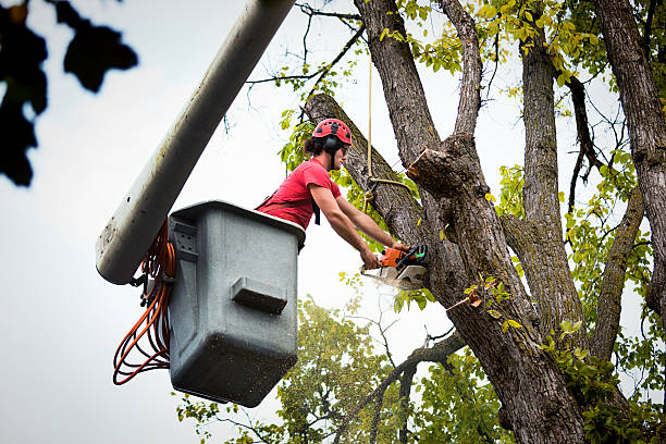 Best Tree Risk Assessment  in Dumont, NJ