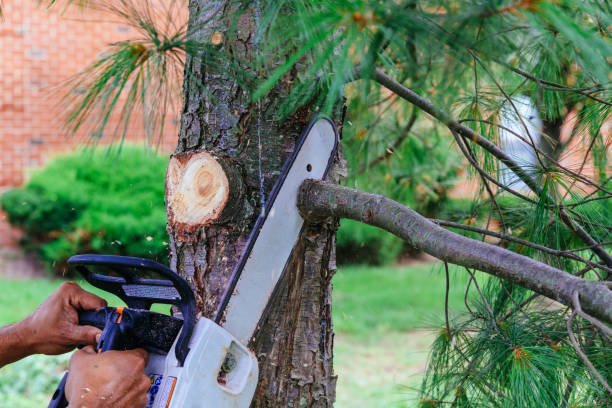 Best Arborist Consultation Services  in Dumont, NJ